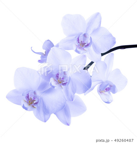 blooming twig of soft lilac orchid, phalaenopsis blooming twig of soft lilac orchid, phalaenopsis 49260487