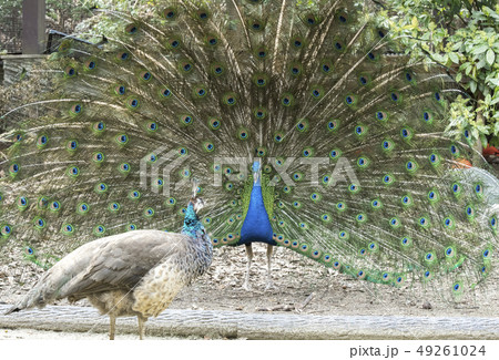 孔雀　インド孔雀　求愛 49261024