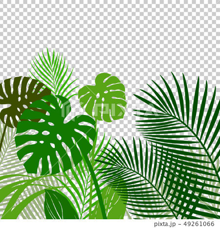 熱帯植物の葉 背景素材のイラスト素材