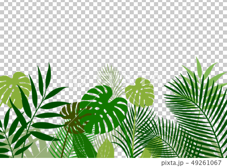 熱帶植物的背景材料 49261067