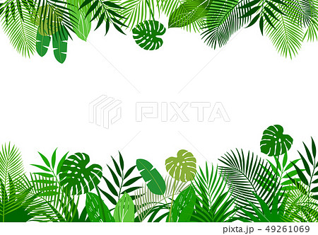 熱帯植物の葉 背景素材 熱帯植物の葉 背景素材 49261069