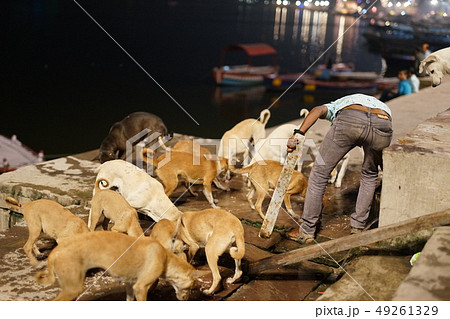 ガンジス川沿いの野良犬達 49261329