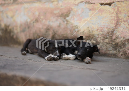 眠そうな野良犬 眠そうな野良犬 49261331