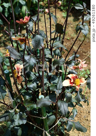 ダリア "ル・クロッコ" 黄色の花 49261380