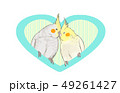 オカメインコ 49261427