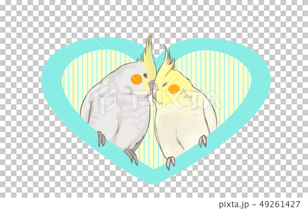 オカメインコ 49261427