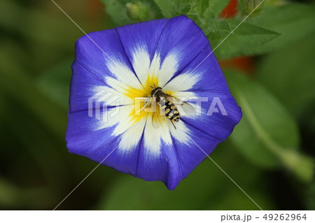 a Winds with insect a Winds with insect 49262964