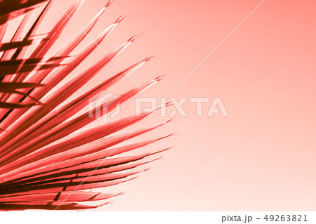 Branches of palm tree toned in living coral 49263821