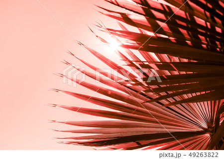 Branches of palm tree toned in living coral Branches of palm tree toned in living coral 49263822
