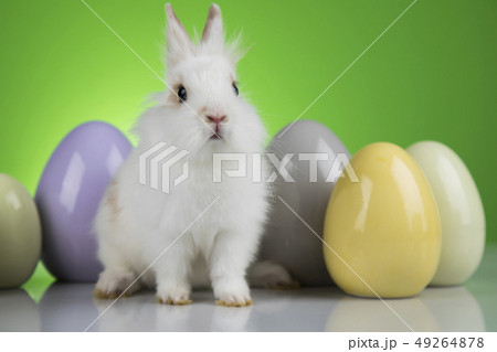 Bunny, rabbit and easter eggs on green background 49264878