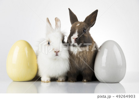 Little baby rabbit and easter eggs, white 49264903