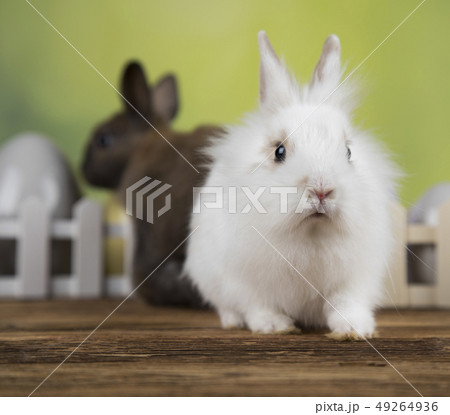 Bunny with Easter eggs on green background 49264936