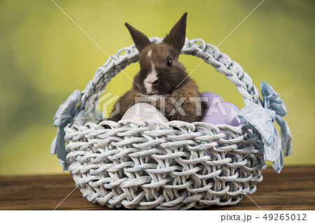 Cute little rabbit with basket background Cute little rabbit with basket background 49265012