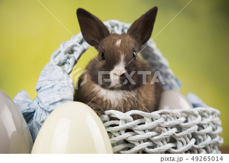 Cute little rabbit with basket background Cute little rabbit with basket background 49265014
