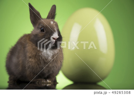 Bunny with Easter eggs on green background Bunny with Easter eggs on green background 49265308