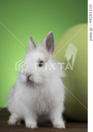 Bunny, rabbit and easter eggs on green background Bunny, rabbit and easter eggs on green background 49265310