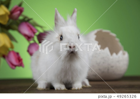 Little Bunny with easter eggs in flower Little Bunny with easter eggs in flower 49265326
