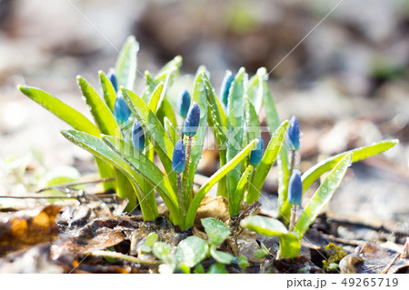blue snowdrops, the first flower of spring blue snowdrops, the first flower of spring 49265719