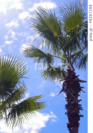 青空とナツメヤシの木 青空とナツメヤシの木 49267288