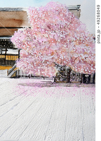 桜 白砂 水彩画 スケッチ 京都観光 クローズアップ 桜 白砂 水彩画 スケッチ 京都観光 クローズアップ 49268049