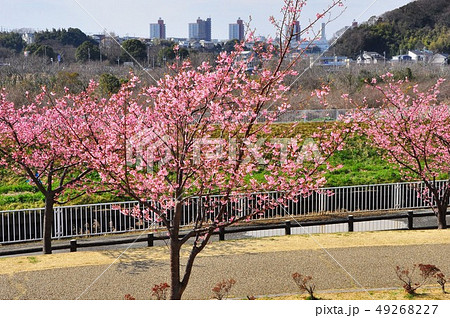 藤沢市引地川親水公園の河津桜と湘南ライフタウン町並み 49268227