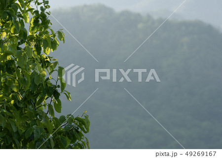 鳥取　四季の散歩　春　朝 49269167