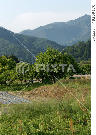 鳥取　四季の散歩　春　朝 49269170