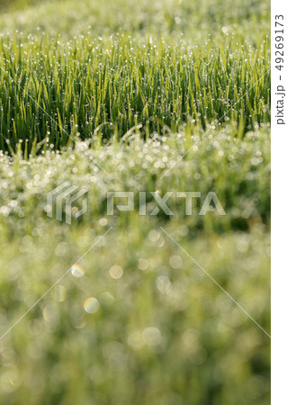 鳥取 四季の散歩 春 朝 鳥取 四季の散歩 春 朝 49269173