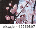 花 春の花 花木 49269307