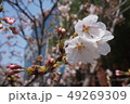 花 春の花 花木 49269309