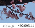 花 花木 アプリコットの花 49269311