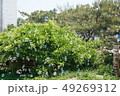 春 緑 49269312