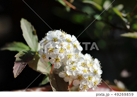 こでまり 小手毬 すずかけ 鈴懸 白花 春花 こでまり 小手毬 すずかけ 鈴懸 白花 春花 49269859