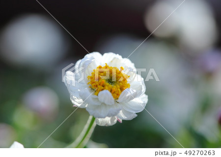 花かんざし　花簪　草花　春咲き　白い花 49270263