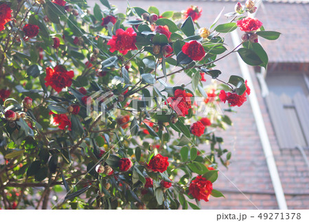 花 椿 植物 49271378
