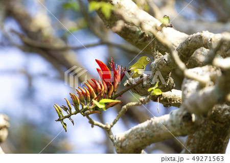 リュウキュウメジロ リュウキュウメジロ 49271563