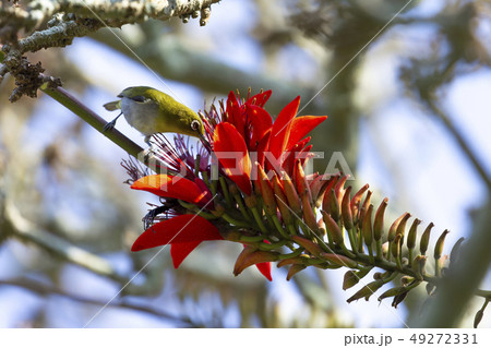 リュウキュウメジロ 49272331