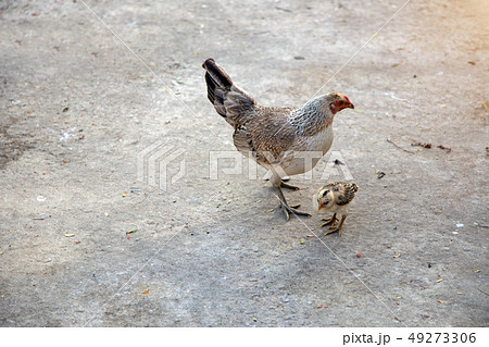 colourful feather Thai chicken race walking 49273306