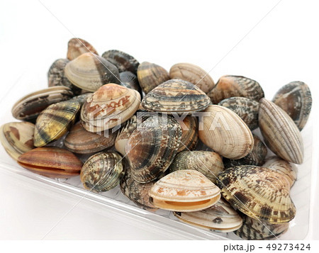 あさり あさり 49273424