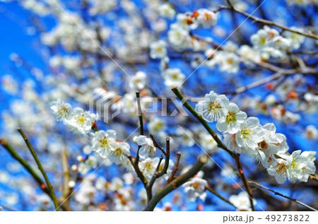 梅の花 白梅 49273822