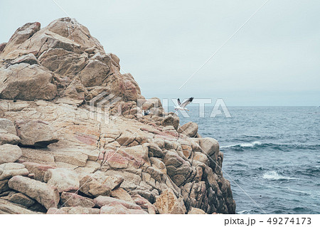 seagull flying stop on cliff by ocean seagull flying stop on cliff by ocean 49274173