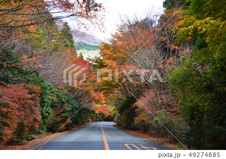 紅葉が美しい道路 紅葉が美しい道路 49274685