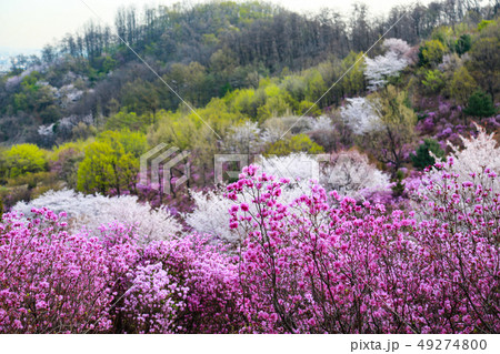 ツツジ 桜 緑 49274800