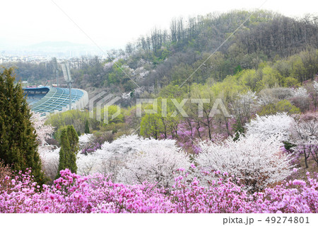 ツツジ 桜 緑 49274801