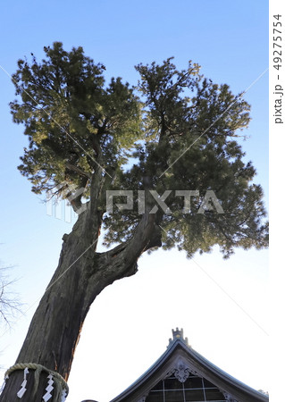 川越大師　喜多院　御神木 49275754