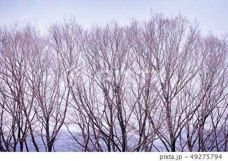 冬枯れの木々の写真素材