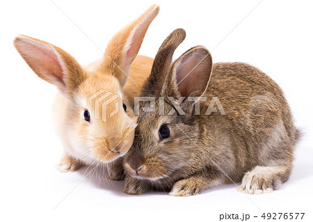 two small fluffy red bunny, isolate two small fluffy red bunny, isolate 49276577
