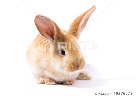 little red fluffy rabbit, isolate little red fluffy rabbit, isolate 49276578