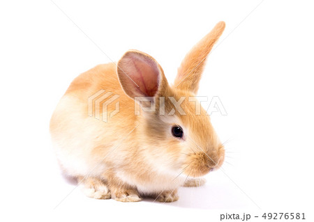 little red fluffy rabbit, isolate 49276581
