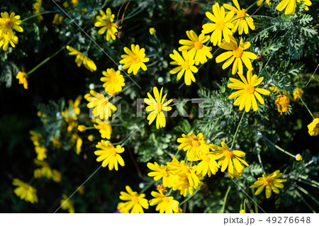 Beautiful Field Daisy flower or singapore daisy 49276648